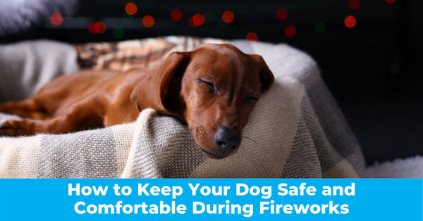 How to Keep Your Dog Safe and Comfortable During Fireworks