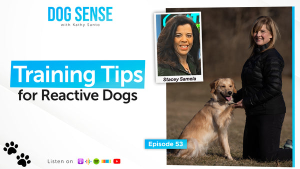 Training Tips for Reactive Dogs