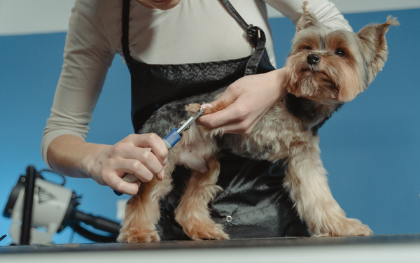 Why Trimming Your Dogs Nails Are So Important
