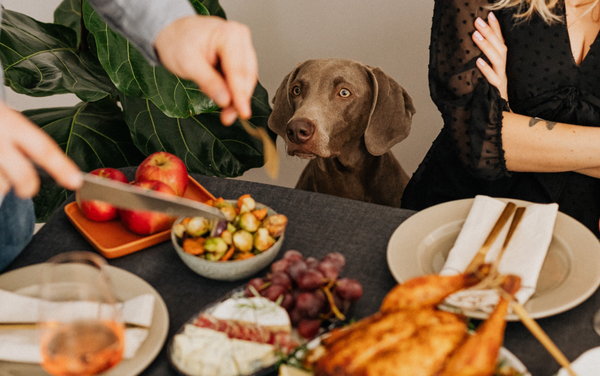 10 Things To Keep Away From Your Dog During Thanksgiving