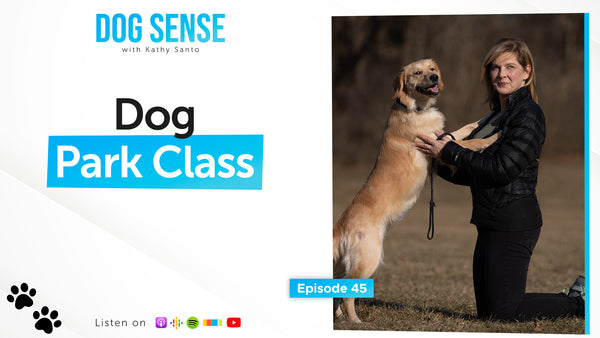 Is It Time for a Dog Park Class?