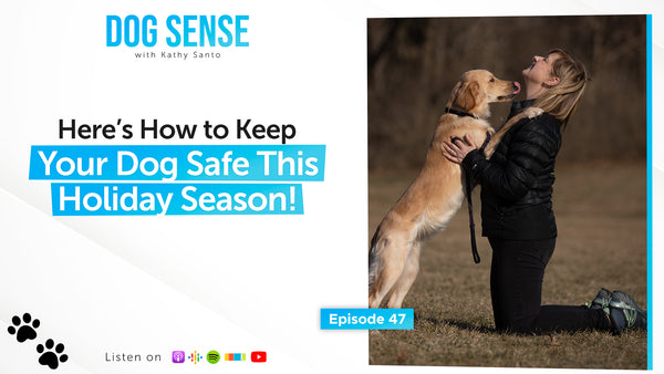 Here’s How to Keep Your Dog Safe This Holiday Season!