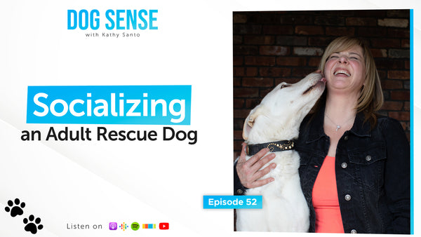 Socializing an Adult Rescue Dog