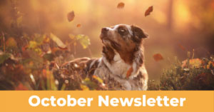 October 2020 Newsletter