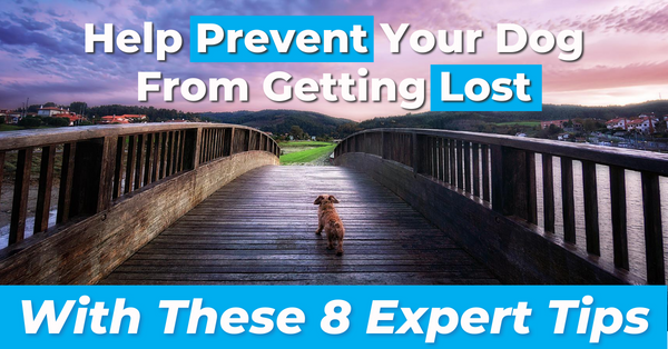 Top 8 Lost Dog Prevention Tips