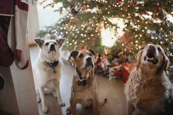 How Do I Keep My Dog From Destroying Our Annual Holiday Decorations?