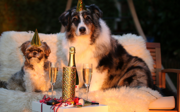 Short On Time? Here's the Perfect New Years Resolution Game To Train Your Dog!