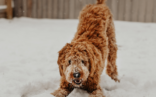 4 Tips to Keep Dogs Paws Safe In The Winter