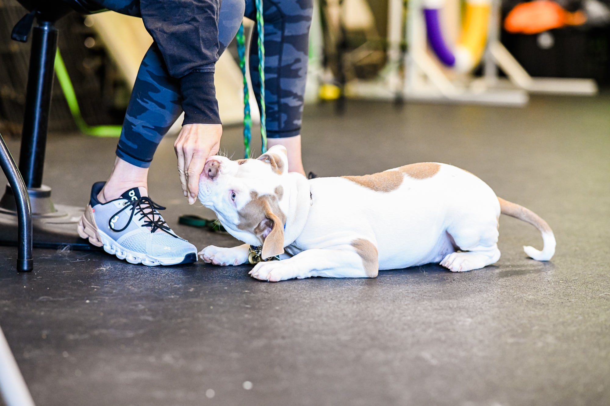 Dog Training Private Lessons Kathy Santo Dog Training New Jersey