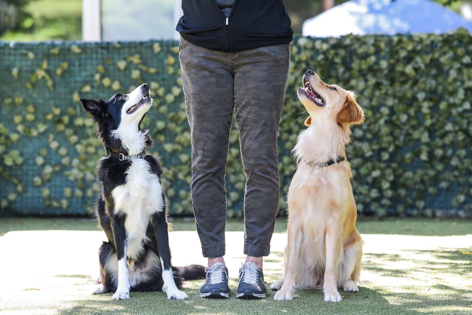 Online Dog Training Programs Kathy Santo Dog Training online-dog-training-programs-kathy-santo-dog-training