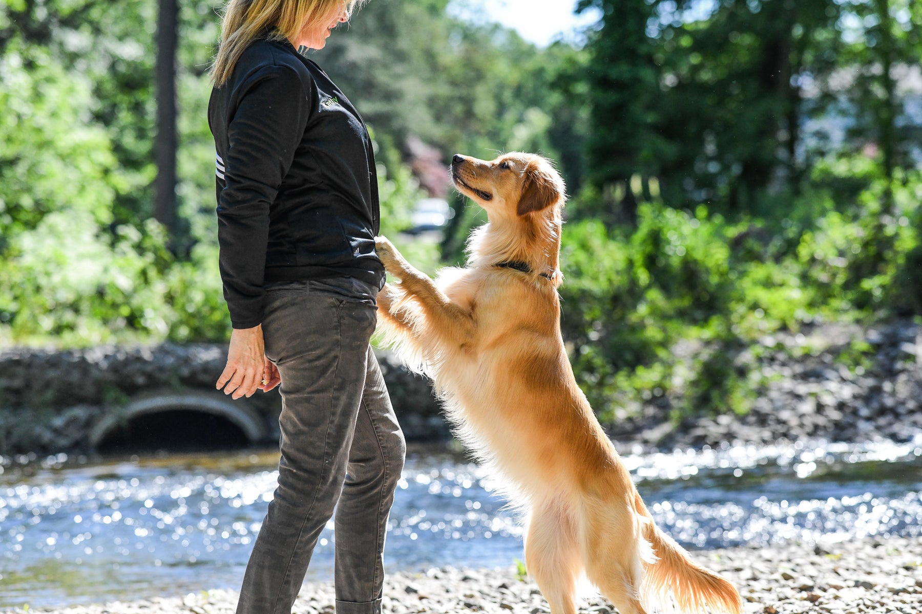 Online Dog Training Programs Kathy Santo Dog Training online-dog-training-programs-kathy-santo-dog-training