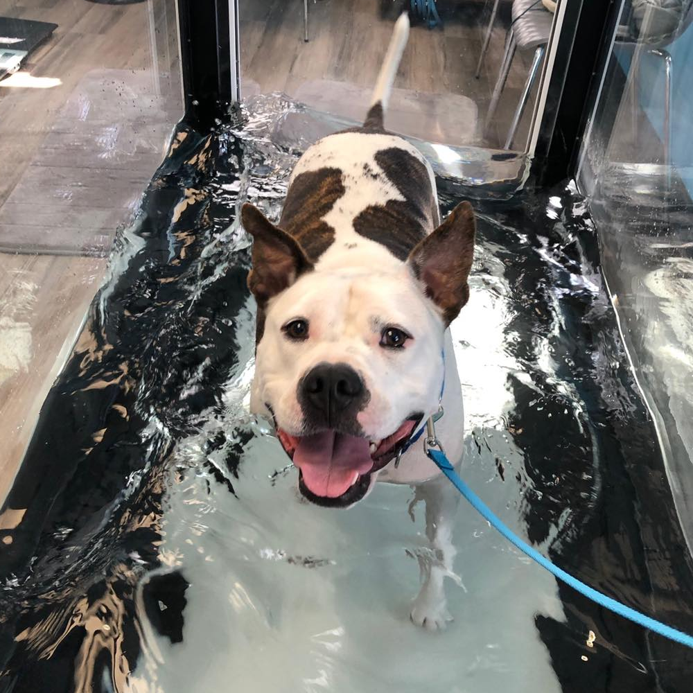 Water treadmill discount